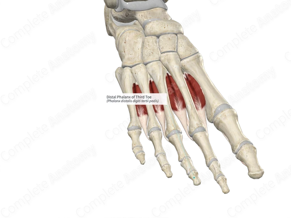 Distal Phalanx of Third Toe