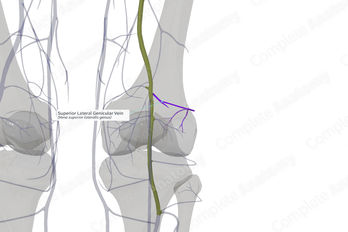 Superior Lateral Genicular Vein (Left)