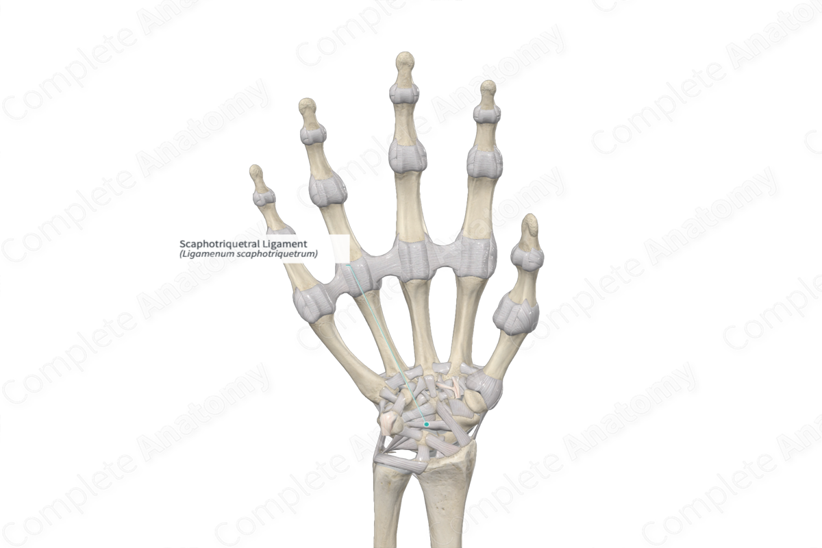 Scaphotriquetral Ligament Complete Anatomy