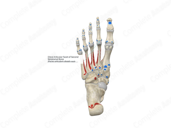 Distal Articular Facet of Second Metatarsal Bone