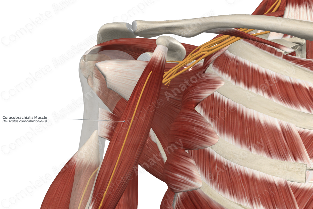 Coracobrachialis Muscle 