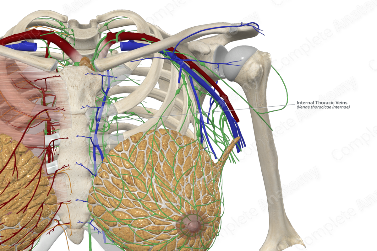 Internal Thoracic Veins 