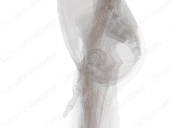 Palmar Radiocarpal Ligament (Left)