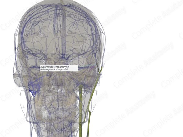 Zygomaticotemporal Vein (Right)