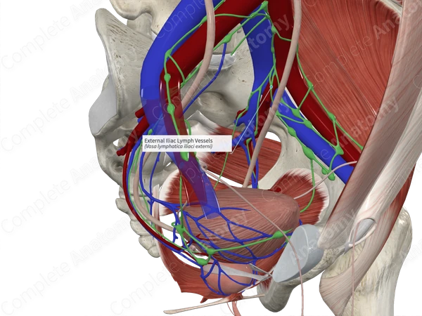 External Iliac Lymph Vessels