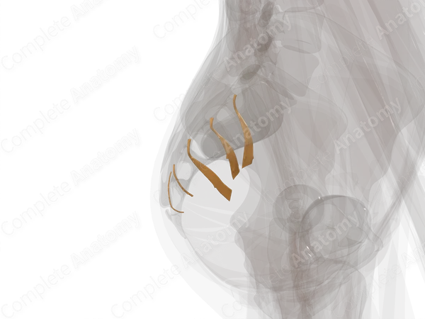 Anterior Rami of Sacral Nerves (Left)