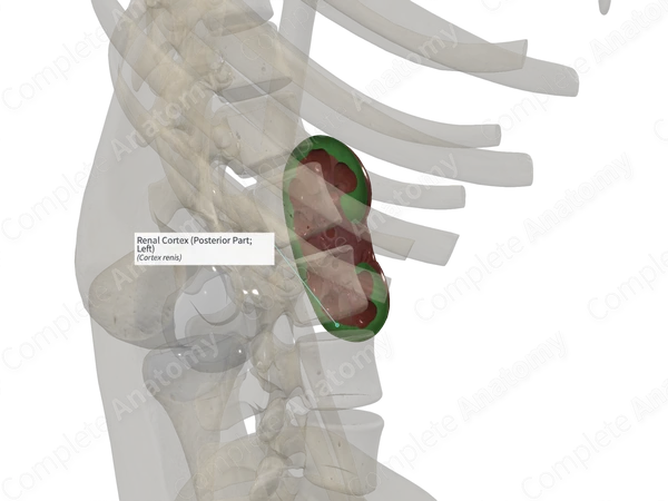 Renal Cortex (Posterior Part; Left)