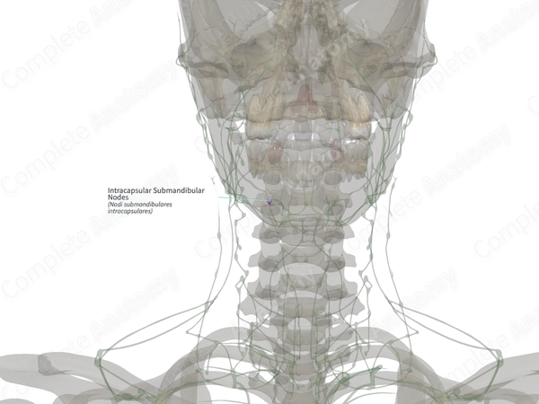 Intracapsular Submandibular Nodes (Right)