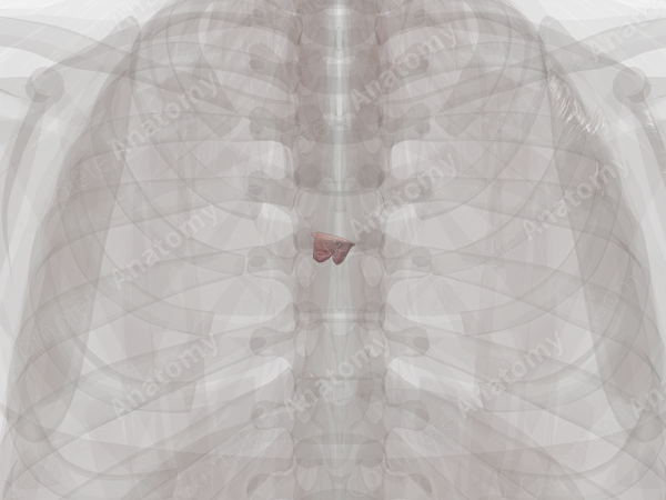 Aortic Valve
