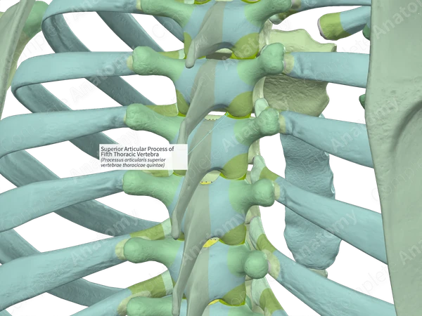 Superior Articular Process of Fifth Thoracic Vertebra (Left)