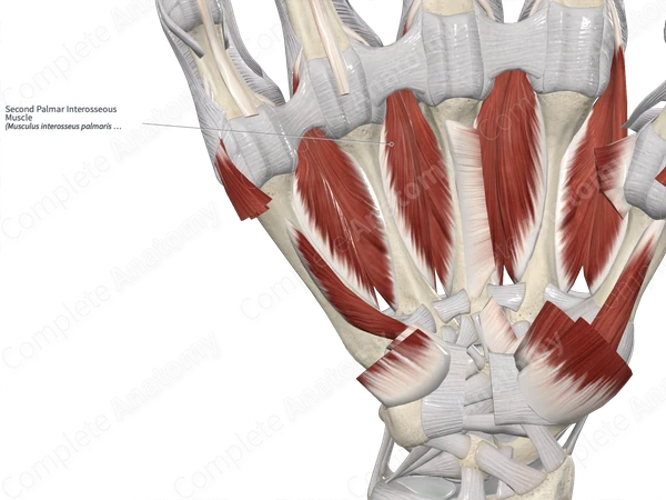 Second Palmar Interosseous Muscle 