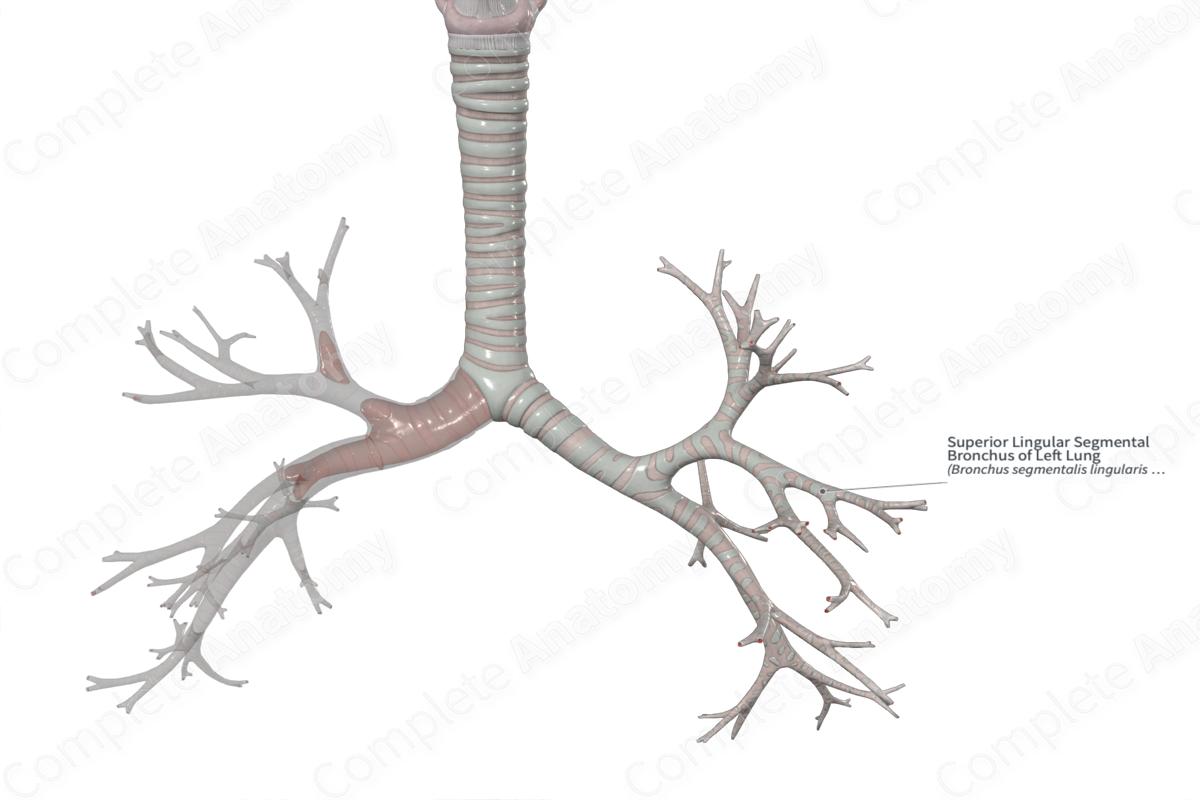 Superior Lingular Segmental Bronchus of Left Lung