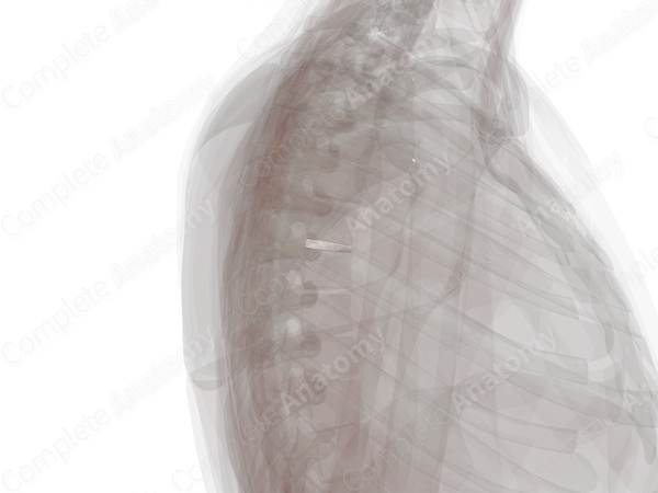 Intervertebral Disc (T5-T6)