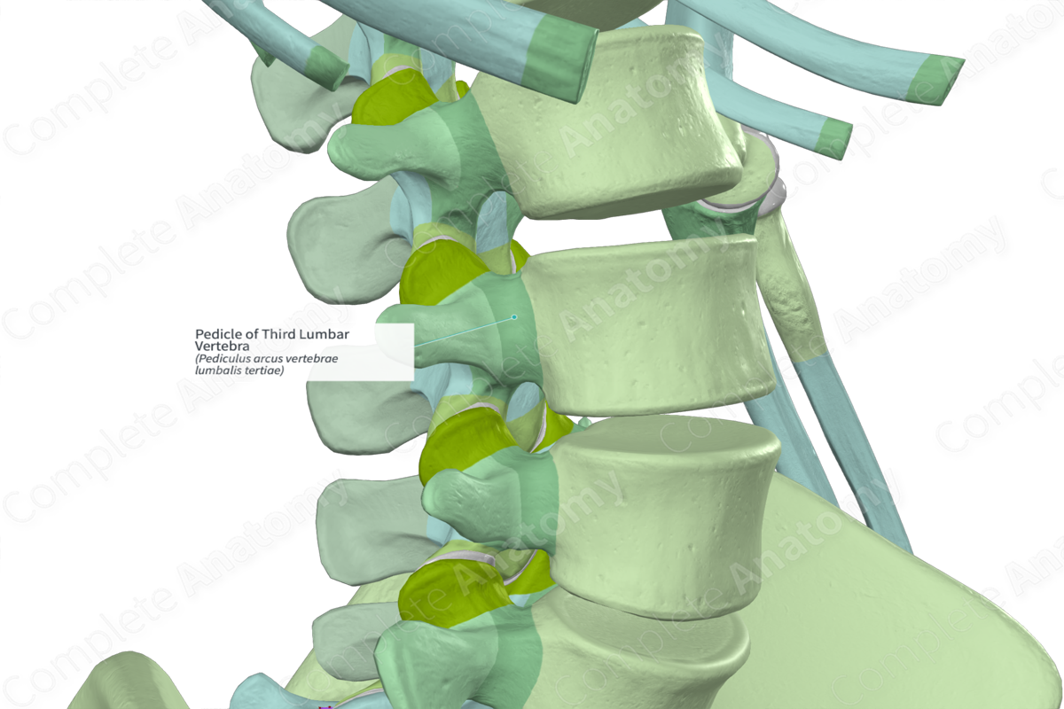 UMLS:C0012249] - Lumbar vertebrae [LI-LV] : Transverse process, Anular  epiphysis, Pedicle of vertebral a…