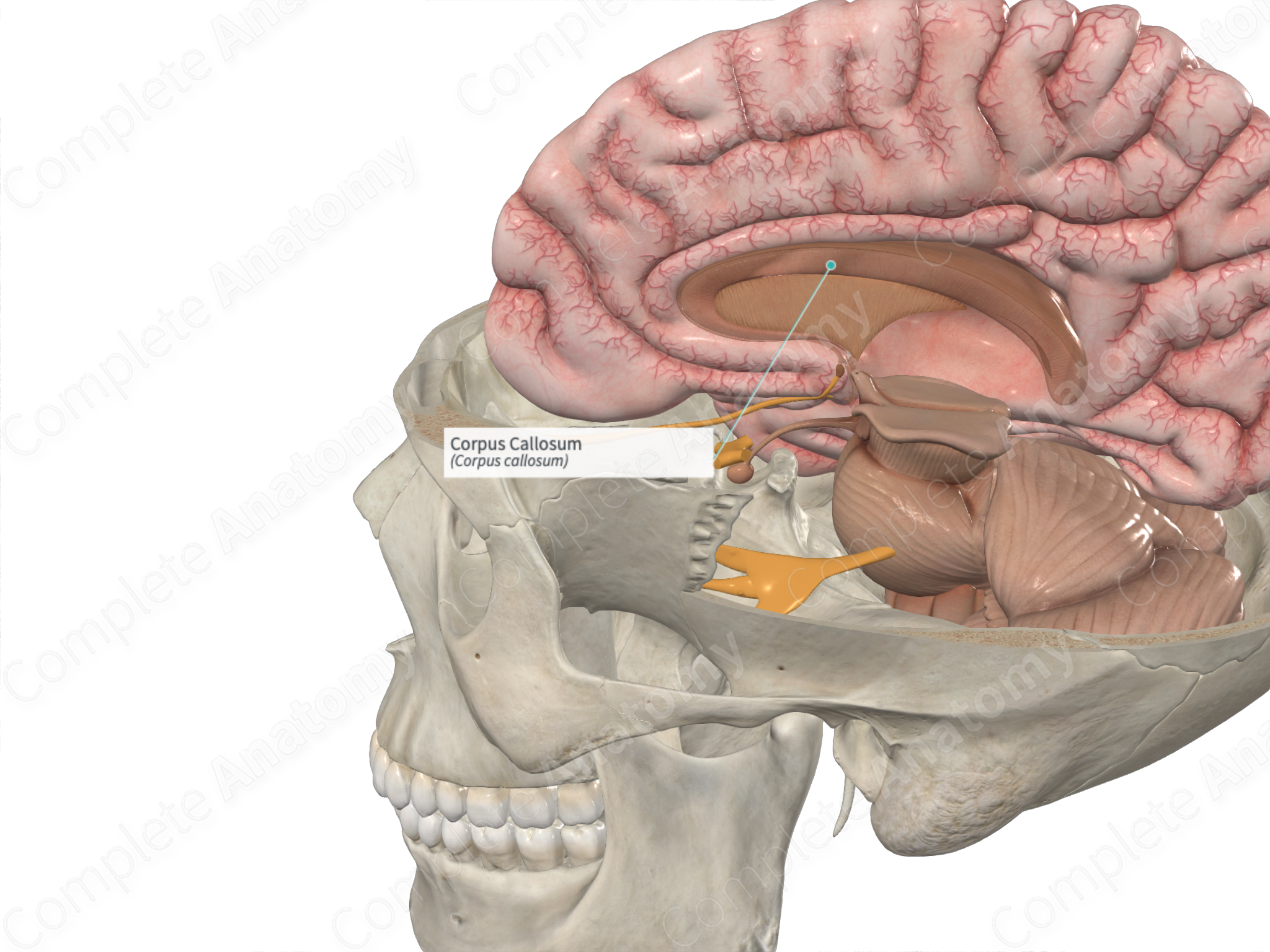 Corpus Callosum Funktion