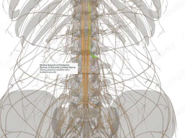 Medial Branch of Posterior Ramus of Second Lumbar Nerve (Right)