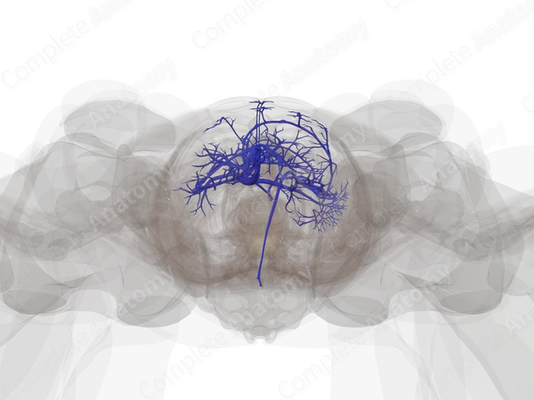 Hepatic Portal Circulation
