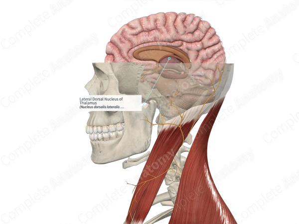 Lateral Dorsal Nucleus of Thalamus 