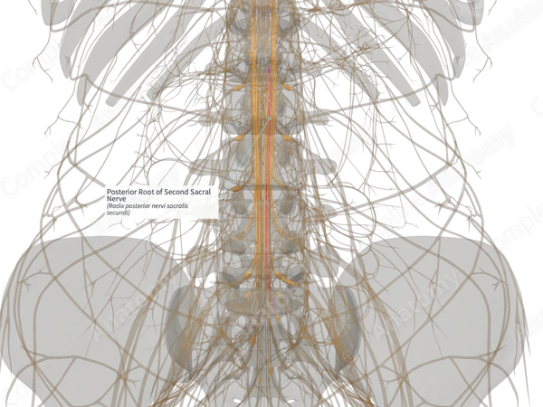 Posterior Root of Second Sacral Nerve (Right)