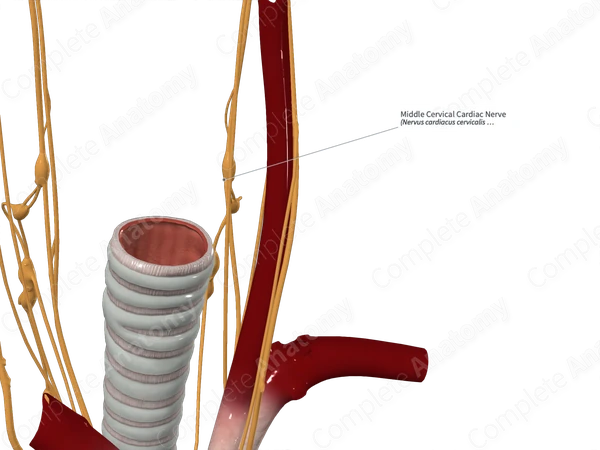 Middle Cervical Cardiac Nerve