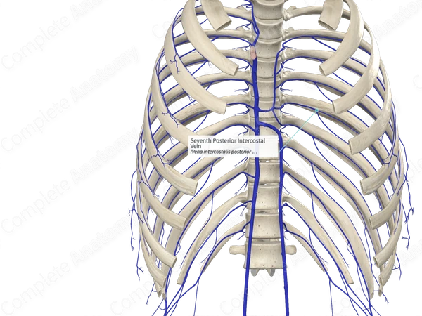 Seventh Posterior Intercostal Vein