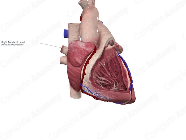 Right Auricle of Heart