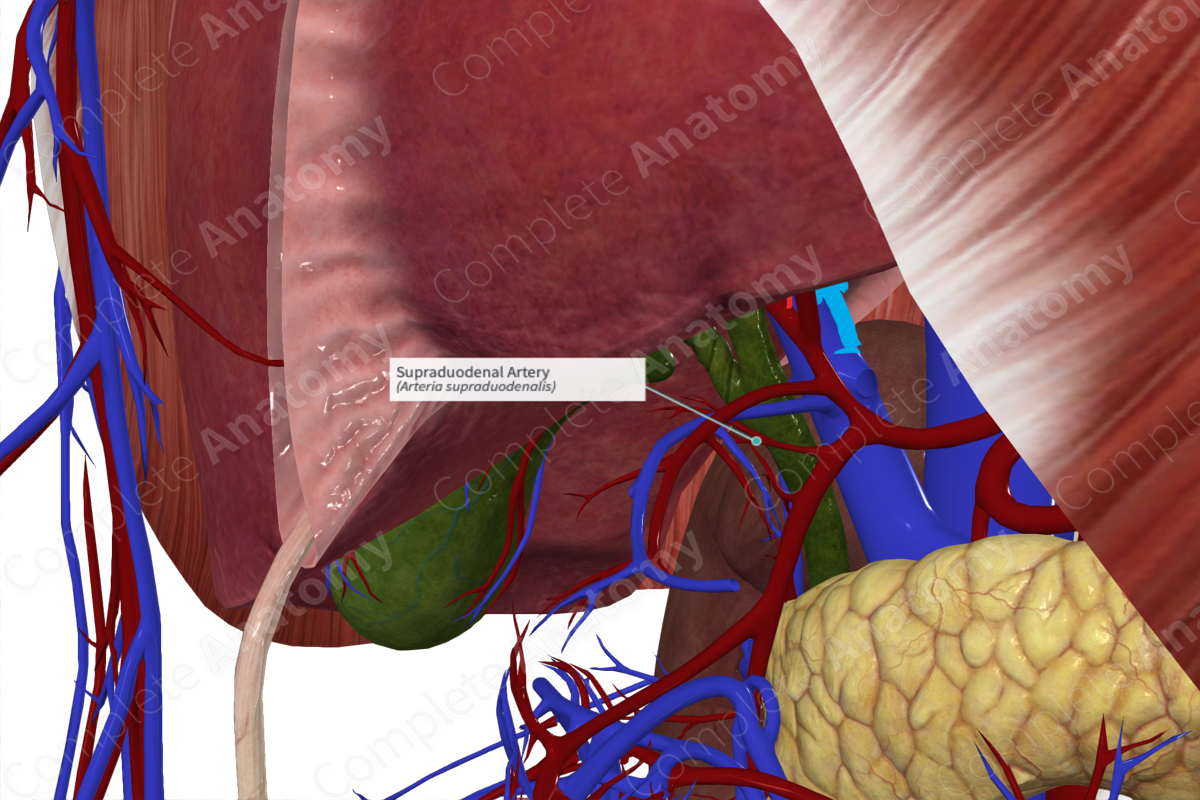 Supraduodenal Artery