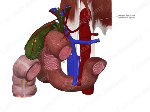 Hepatic Portal Vein