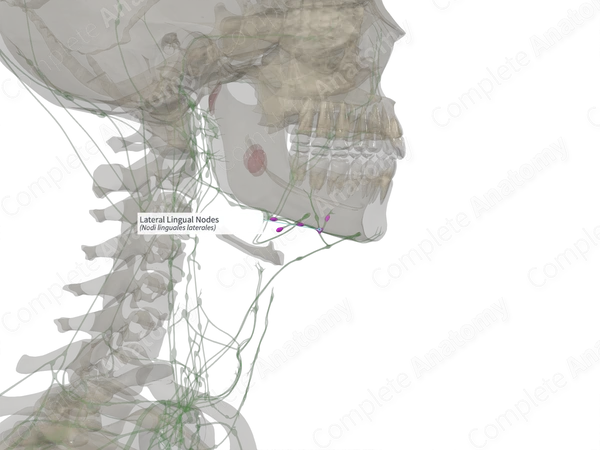 Lateral Lingual Nodes (Right)