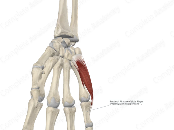Proximal Phalanx of Little Finger