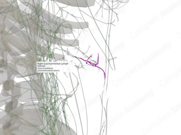 Right Gastroomental Lymph Vessels