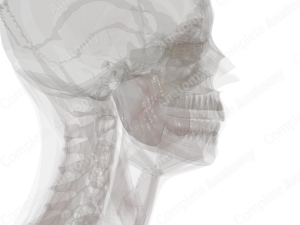 Parotid-Masseteric Fascia (Left)