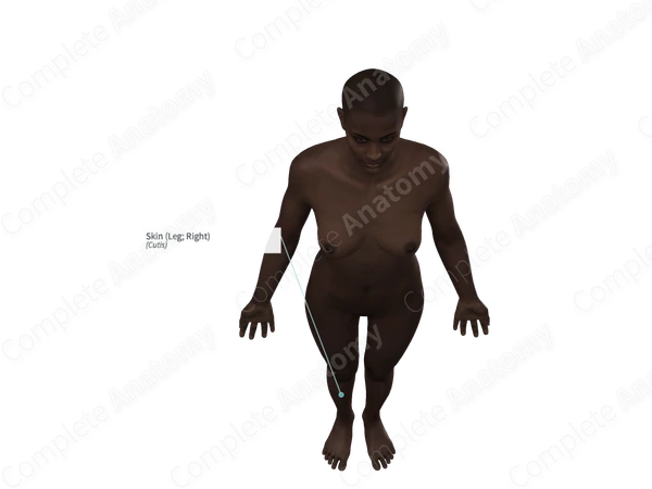 Skin (Leg; Right)