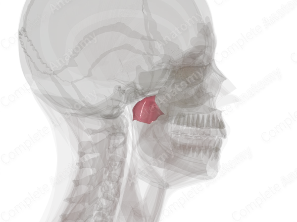Nasopharynx