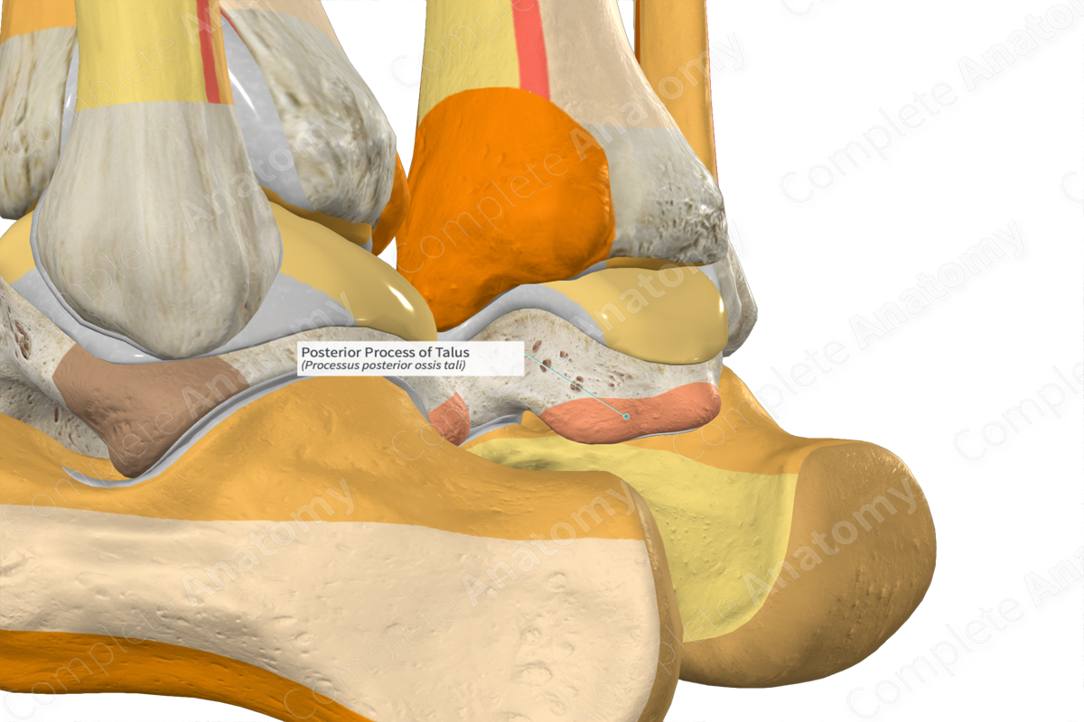 Posterior Process Of Talus Complete Anatomy 1291