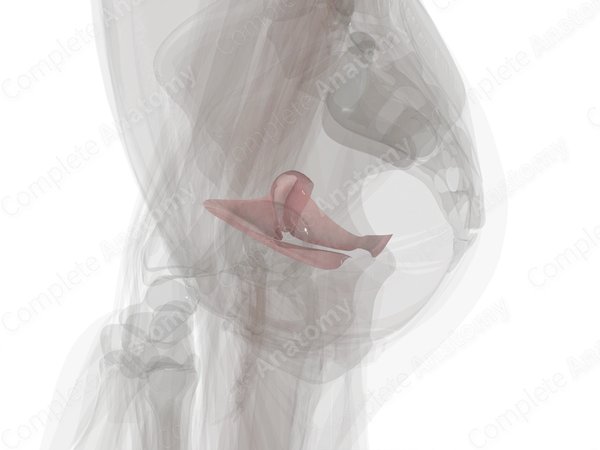 Broad Ligament of Uterus (Left)