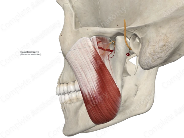 Masseteric Nerve 