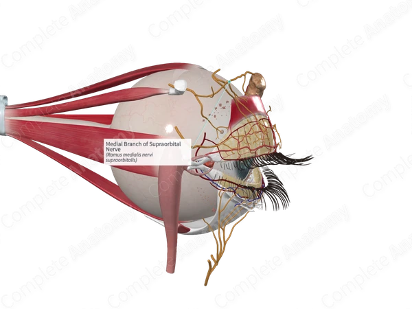 Medial Branch of Supraorbital Nerve