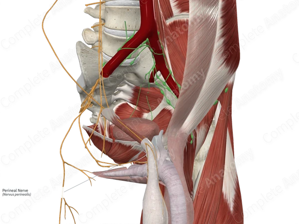 Perineal Nerve 