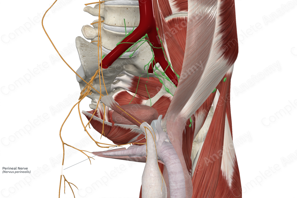 Perineal Nerve 