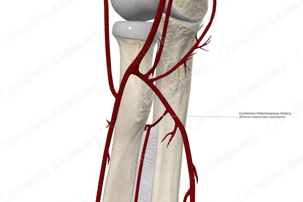 Common Interosseous Artery | Complete Anatomy