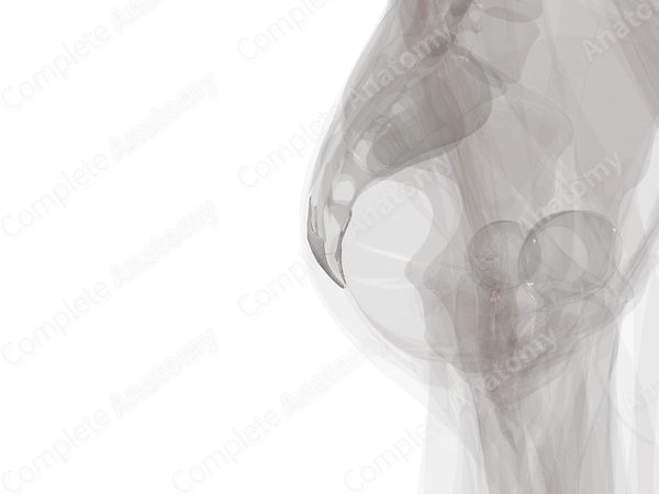 Sacrococcygeal Joint