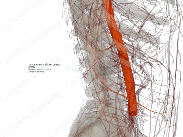 Dorsal Branch of First Lumbar Artery (Left)
