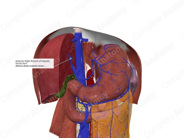 Anterior Right Branch of Hepatic Portal Vein