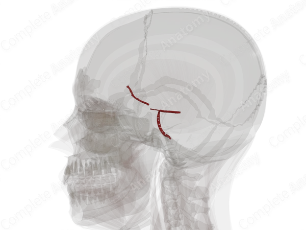 Cerebral Arterial Circle