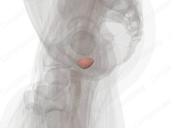 Prostate