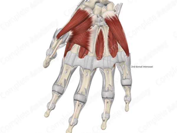 Second Dorsal Interosseous Muscle of Hand 