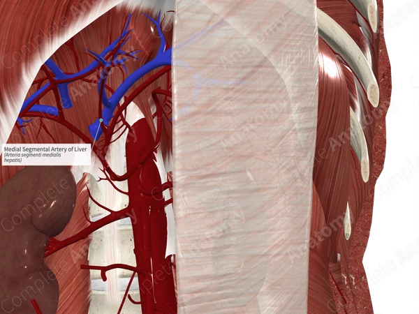 Medial Segmental Artery of Liver