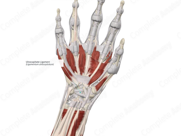 Ulnocapitate Ligament 