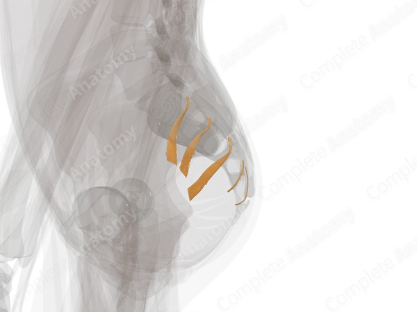 Anterior Rami of Sacral Nerves (Left)